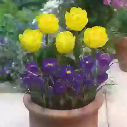 Balcony & Patio Collections